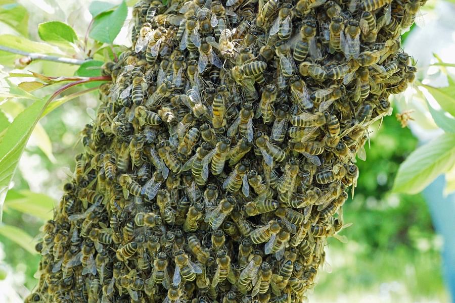 swarm prevention methods