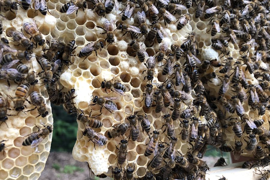 bee larvae pupal stage in queen cell