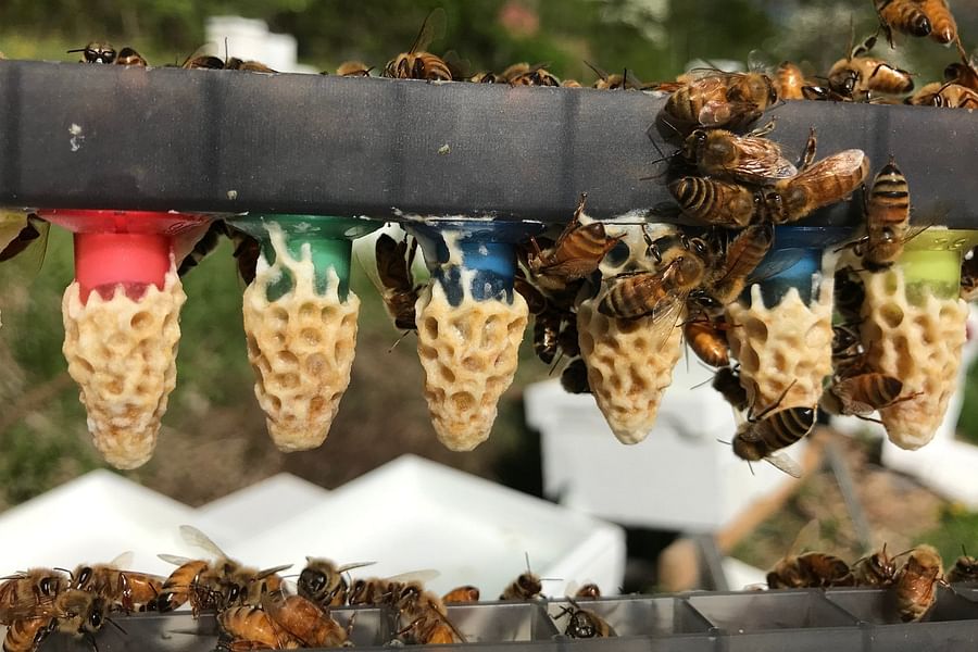 bee queen cells
