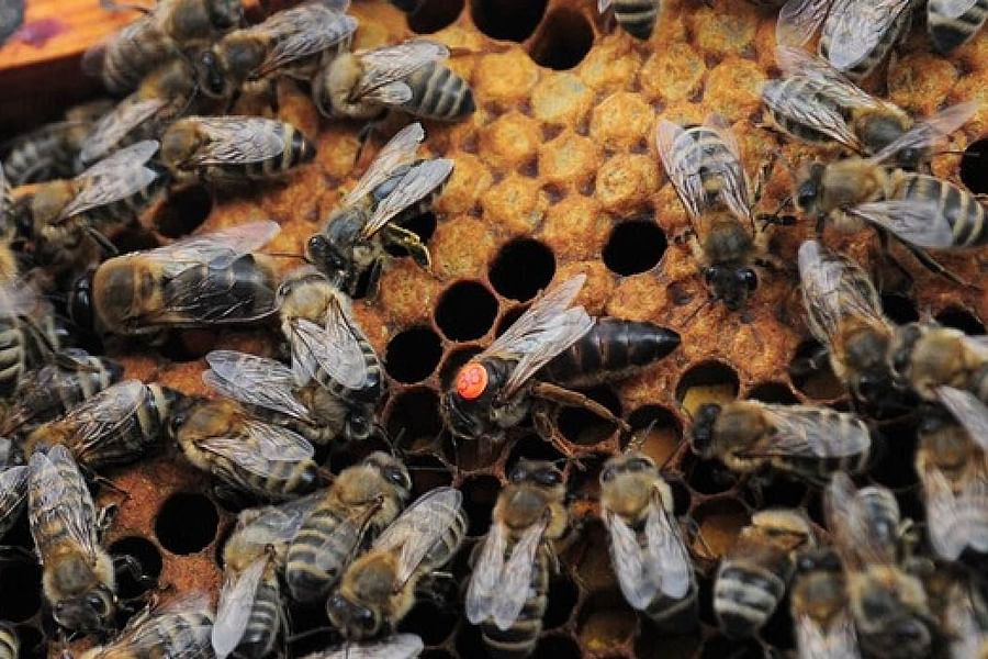bee queen laying eggs