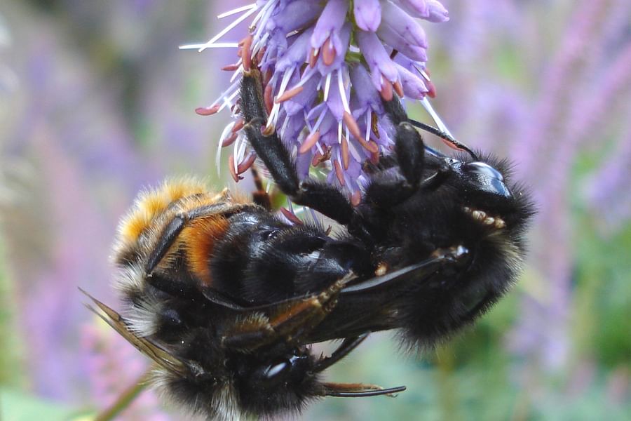 bee queen mating flight