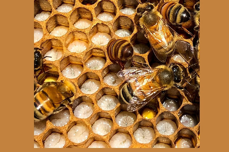 royal jelly feeding bee larvae