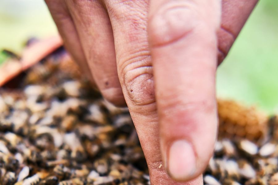 worker bees selecting larvae for queen