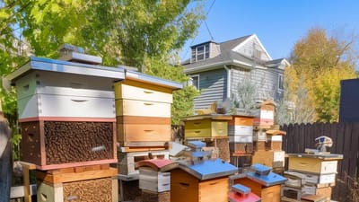 Backyard Beekeeping: Understanding the Different Types of Beekeeping Hives