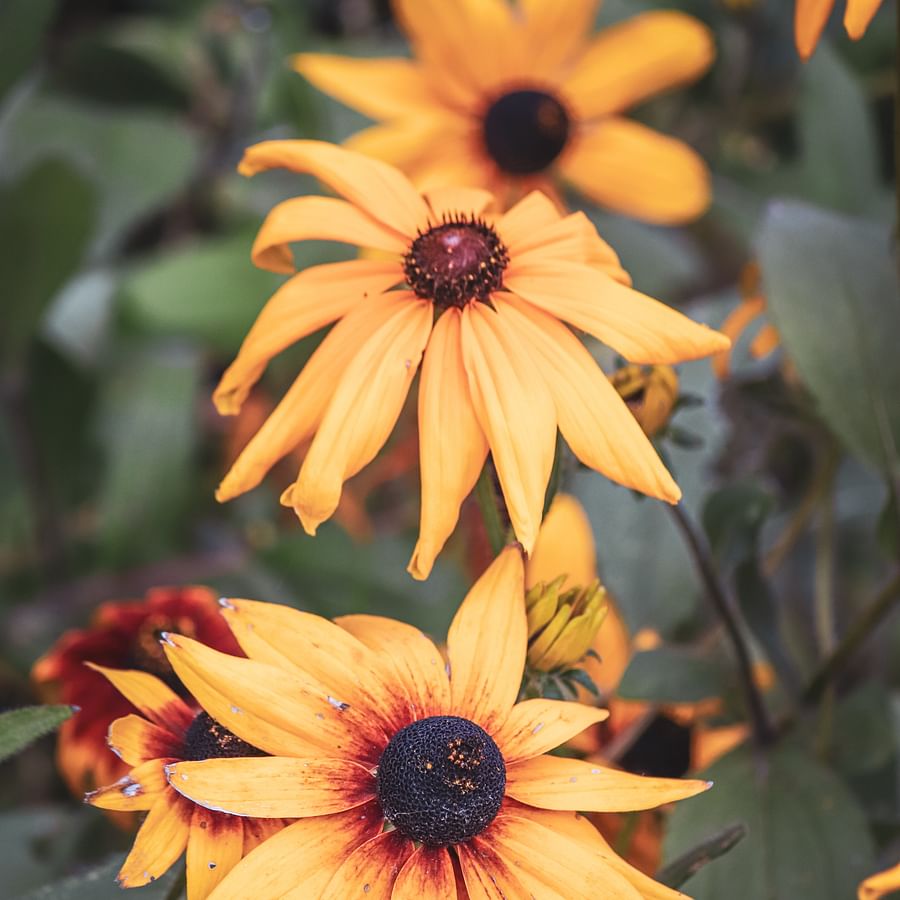 Swarm of bees actively pollinating a vibrant field