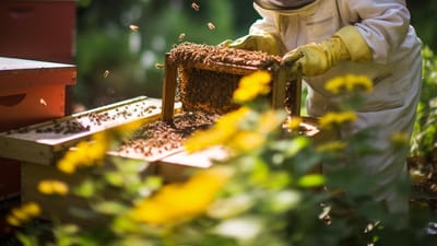 Best Practices in Beekeeping: How to Keep Your Backyard Bees Happy and Healthy
