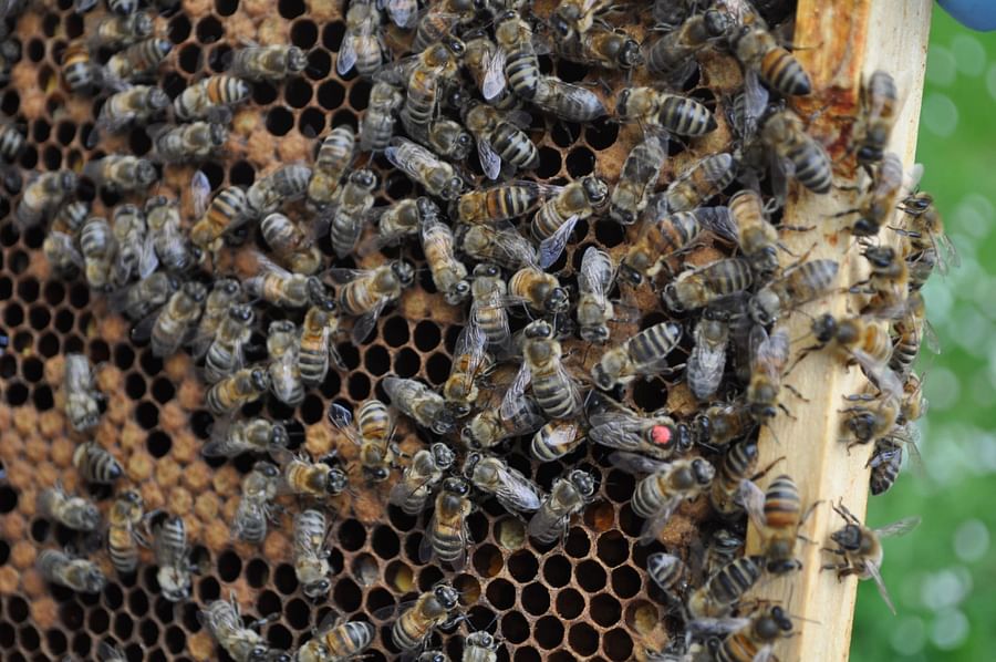 Close-up of bees diligently working in a beehive