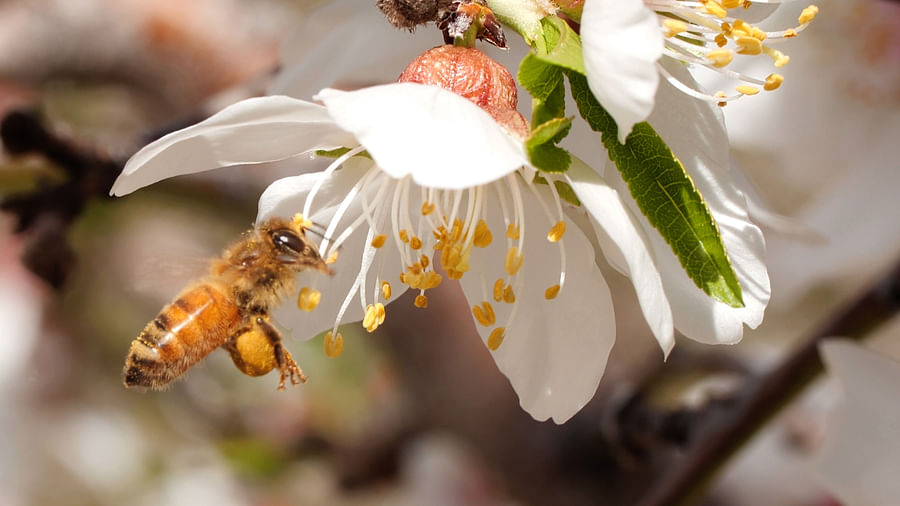 Bees gathering nectar and pollen from a vibrant flower