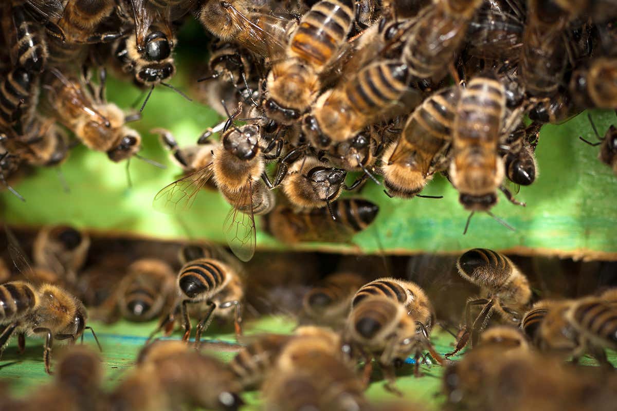 Worker bee using navigation skills to return to its hive