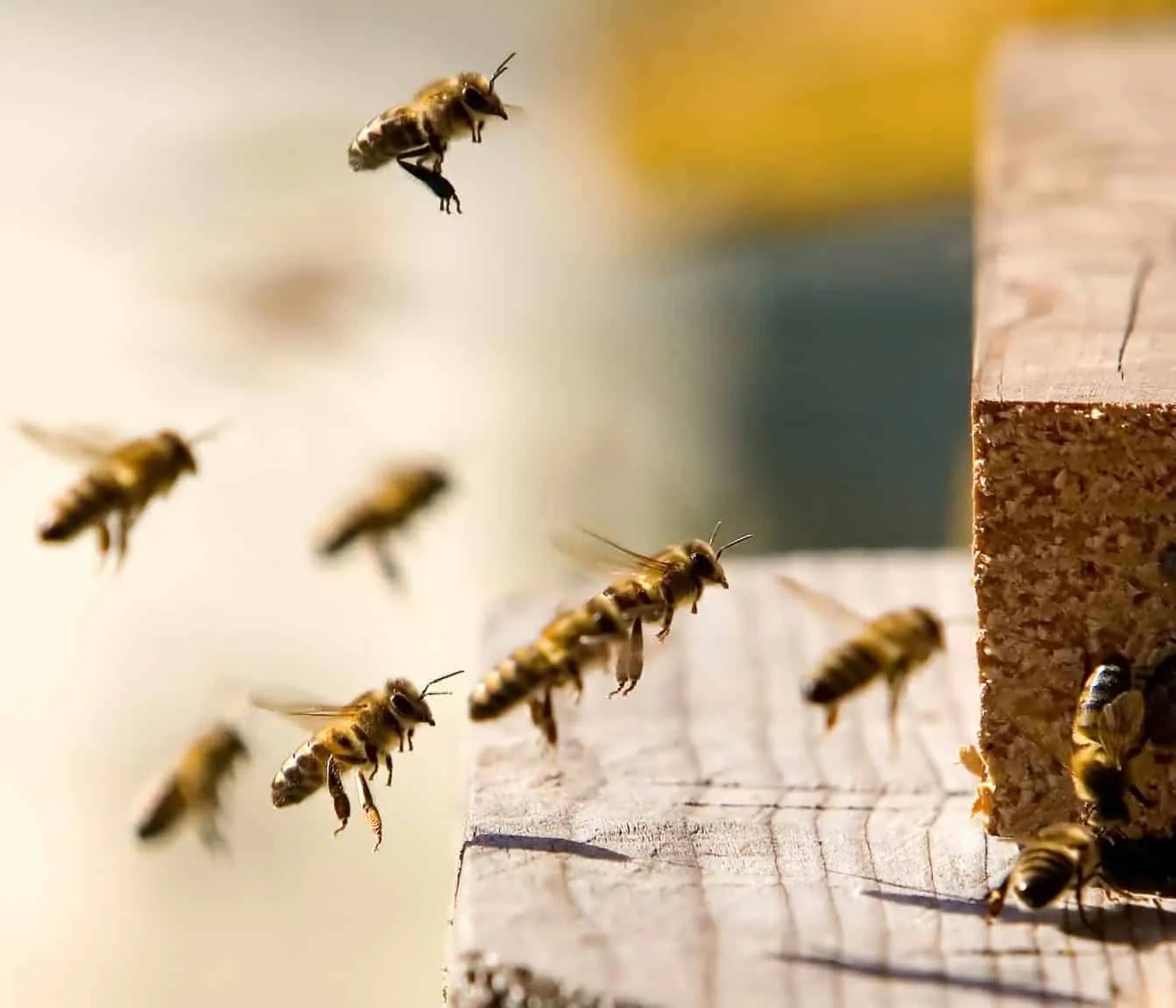 Bee using its sophisticated navigation system to find its way back to the hive