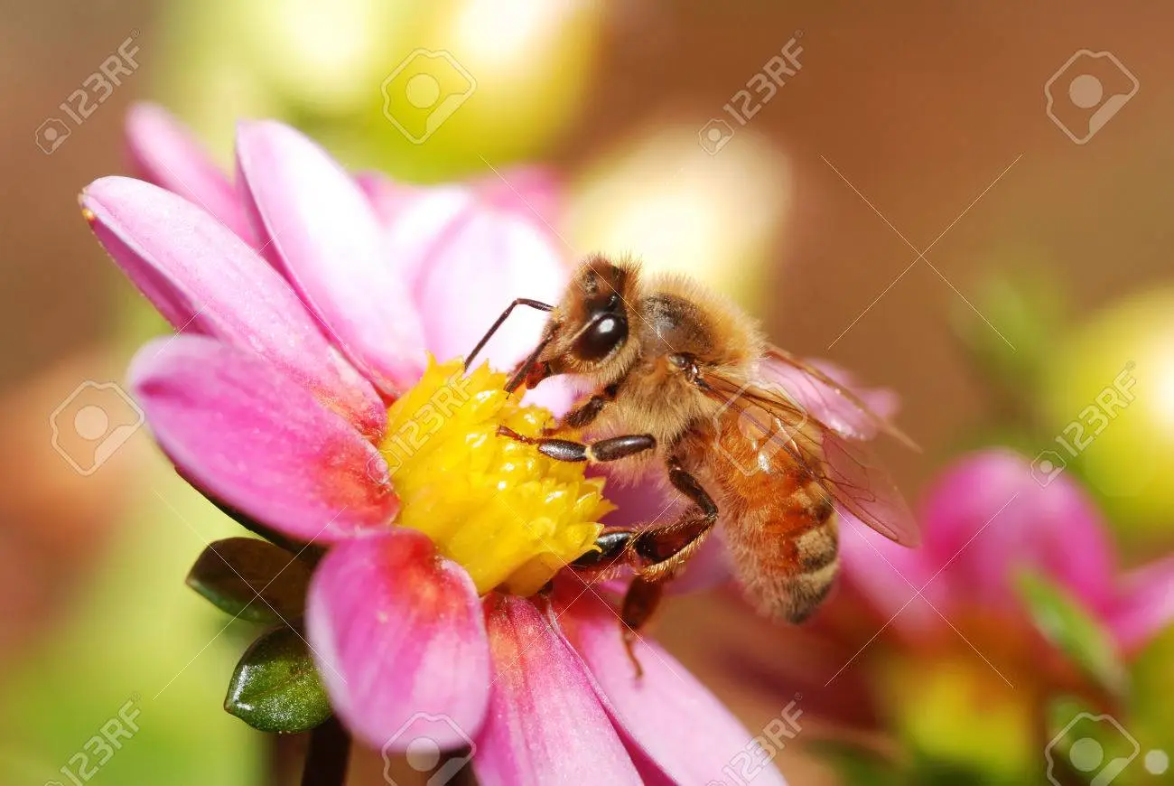 Honeybee gathering nectar from a vibrant flower